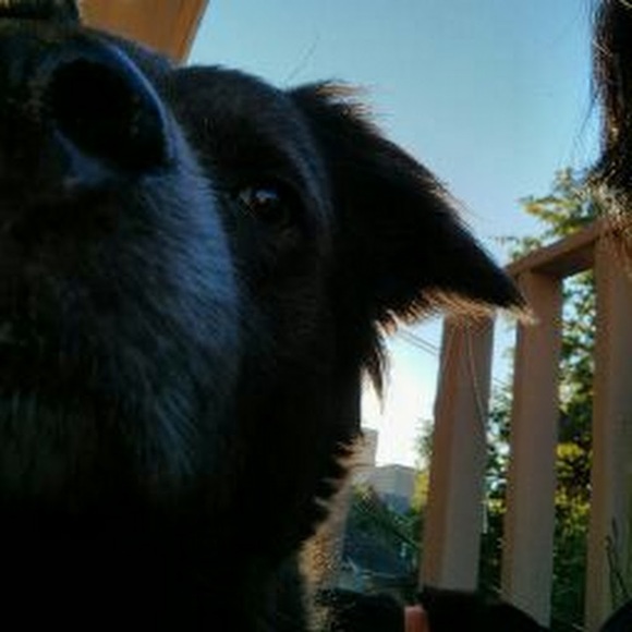 Meet your Posher, Christopher - Picture 1 of 1